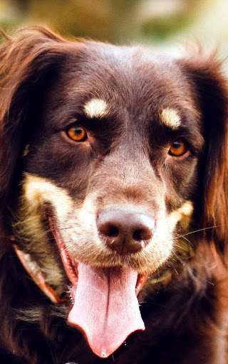 【免費生活App】Australian Shepherd Wallpapers-APP點子