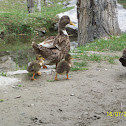 Organic Ducks