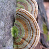 Purple Tooth Polypore