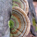 Purple Tooth Polypore