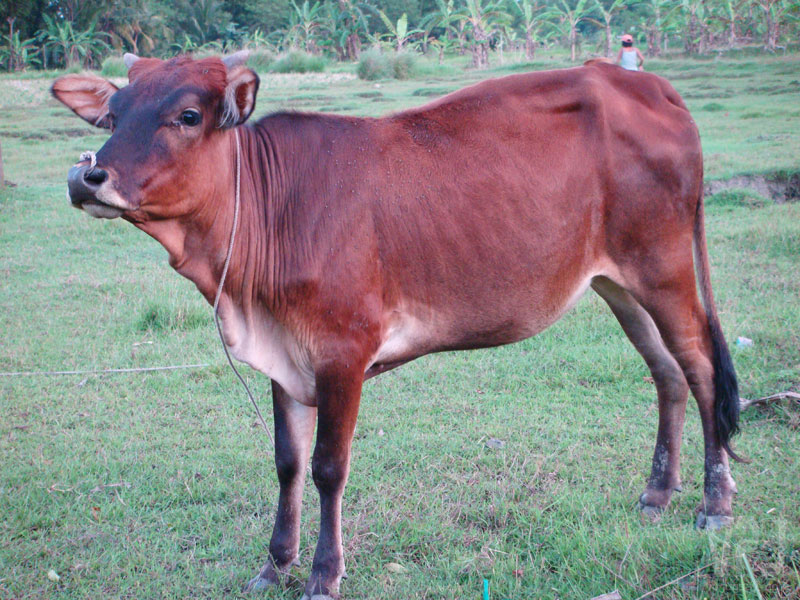 Philippine Cow Project Noah