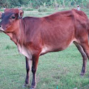 Philippine Cow