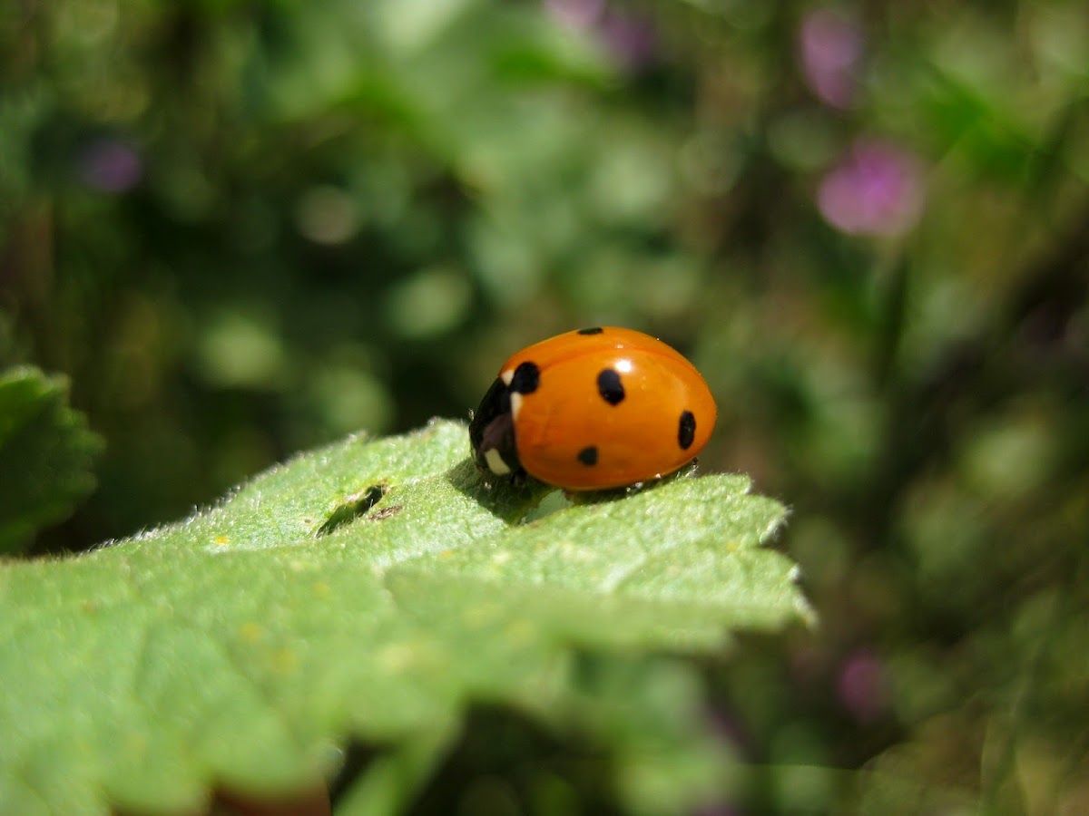 seven-spotted ladybug ; mariquita de siete puntos