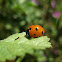 seven-spotted ladybug ; mariquita de siete puntos