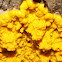 Slime mold