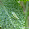 Leafhopper nimph