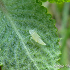 Leafhopper nimph