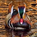 Duck by John Phielix -  