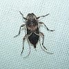 Small Long-horned Wood-boring Beetle