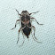 Small Long-horned Wood-boring Beetle