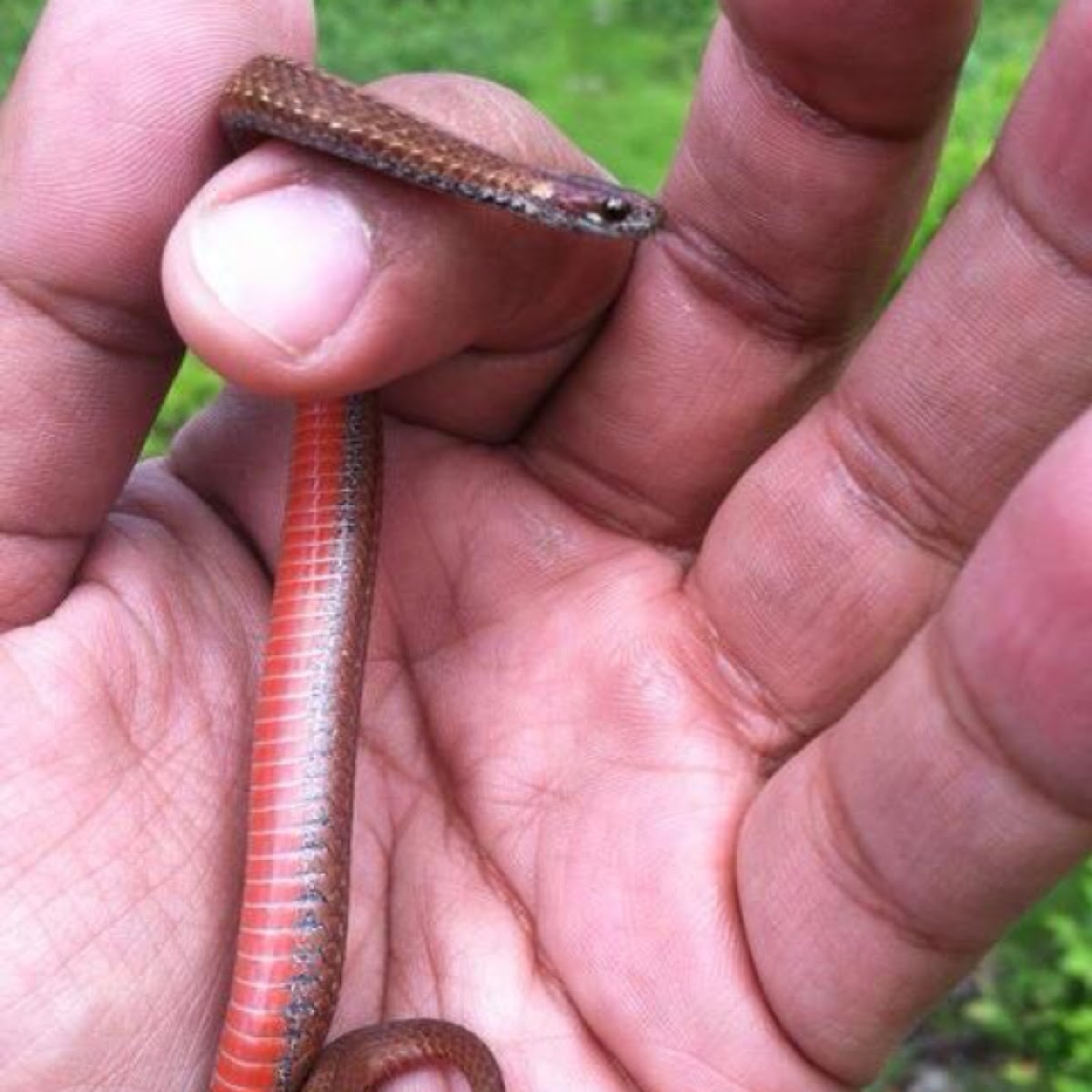 Red belly snake
