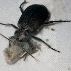 Starred Ground Beetle