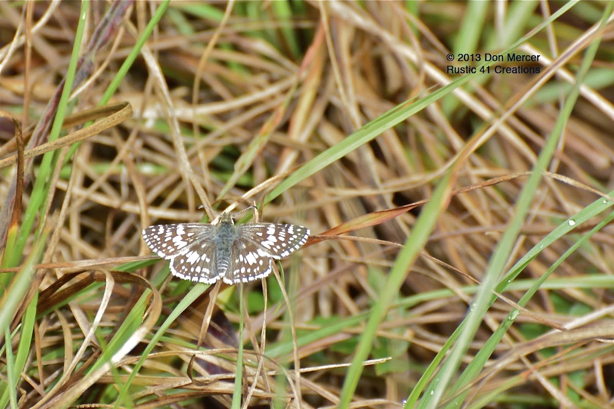 Tropical checkered skipper