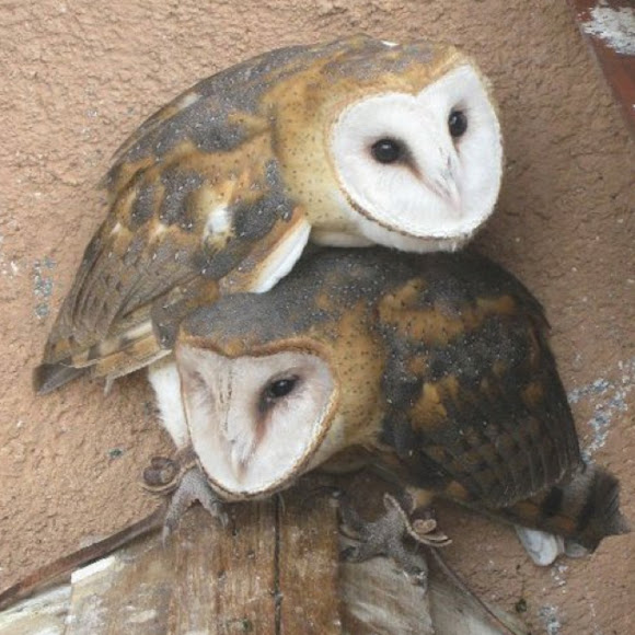 Sintético 91+ Foto Qué Significa Ver