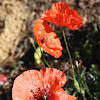 Red Poppy