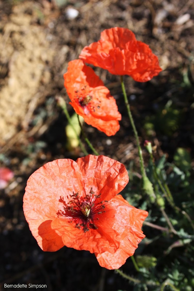 Red Poppy