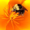 Yellow-shouldered Bumblebee