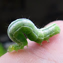 Cabbage looper caterpillar