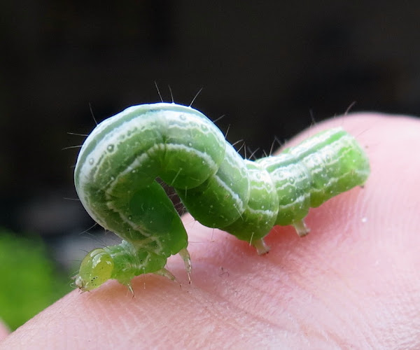Cabbage looper caterpillar Project Noah