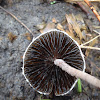 Mottlegill Mushroom