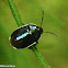White-margined burrower bug