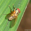 red-eyed fly