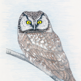 Boreal Owl - Colored Pencil Drawing by Terry Sohl - Drawing All Drawing