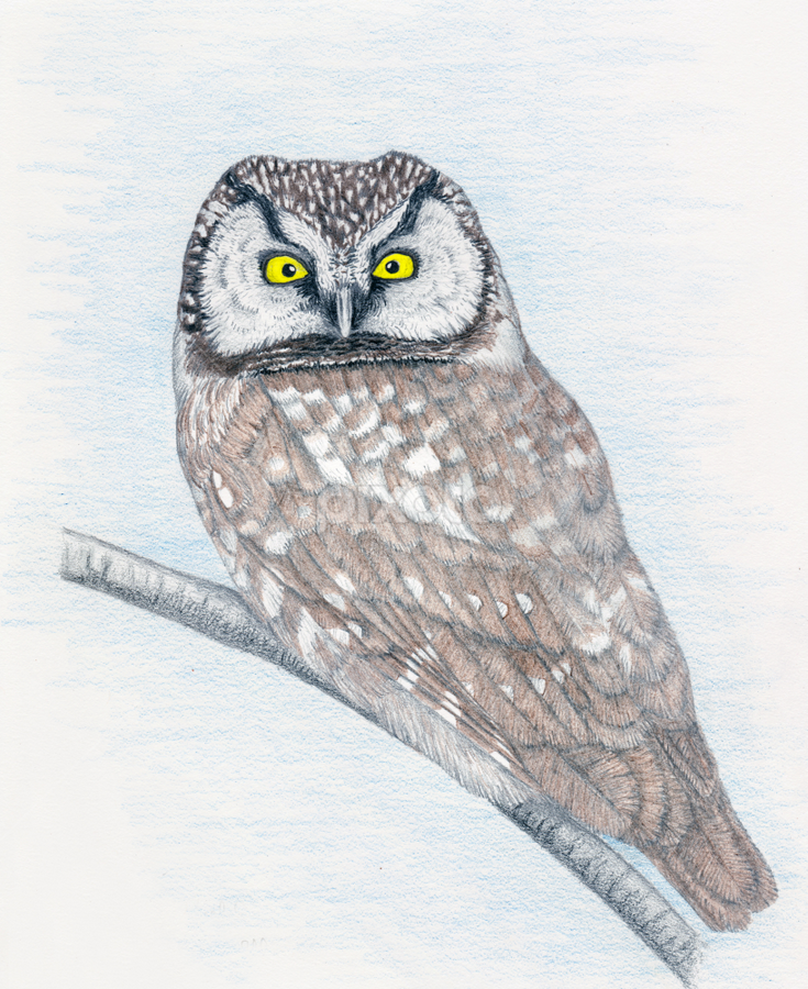 Boreal Owl - Colored Pencil Drawing by Terry Sohl - Drawing All Drawing