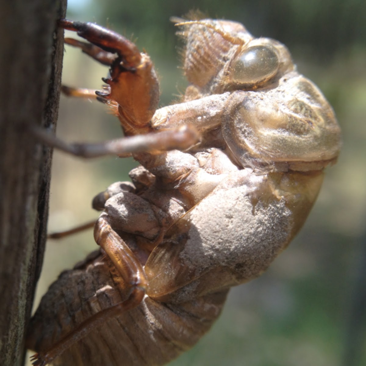 Cicada (shell)