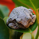 Gray Tree Frog