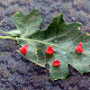 Red Cone Galls