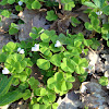 wood sorrel