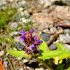 Small-flowered Penstemon