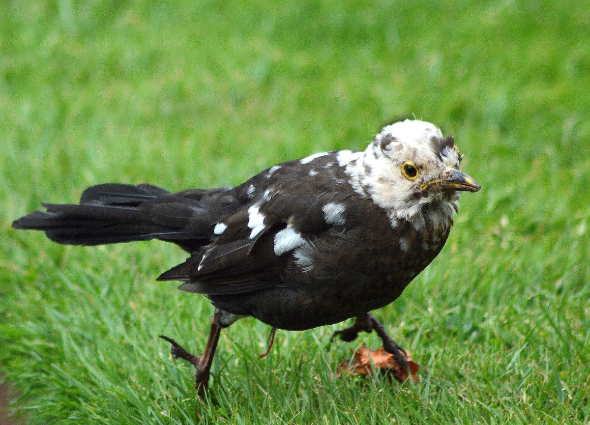 Blackbird with Leucism