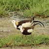 पिहो Pheasant-tailed Jacana