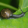 black jungle snail