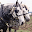 Horse Jigsaw Puzzle Download on Windows