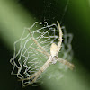 Orb Weaver with stabilimentum