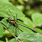 Black-shouldered Spinyleg