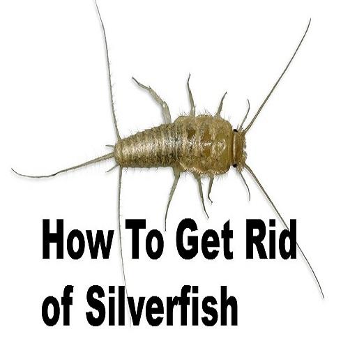 How To Get Rid Of Silverfish LOGO-APP點子