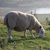 British Milk Sheep