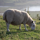 British Milk Sheep