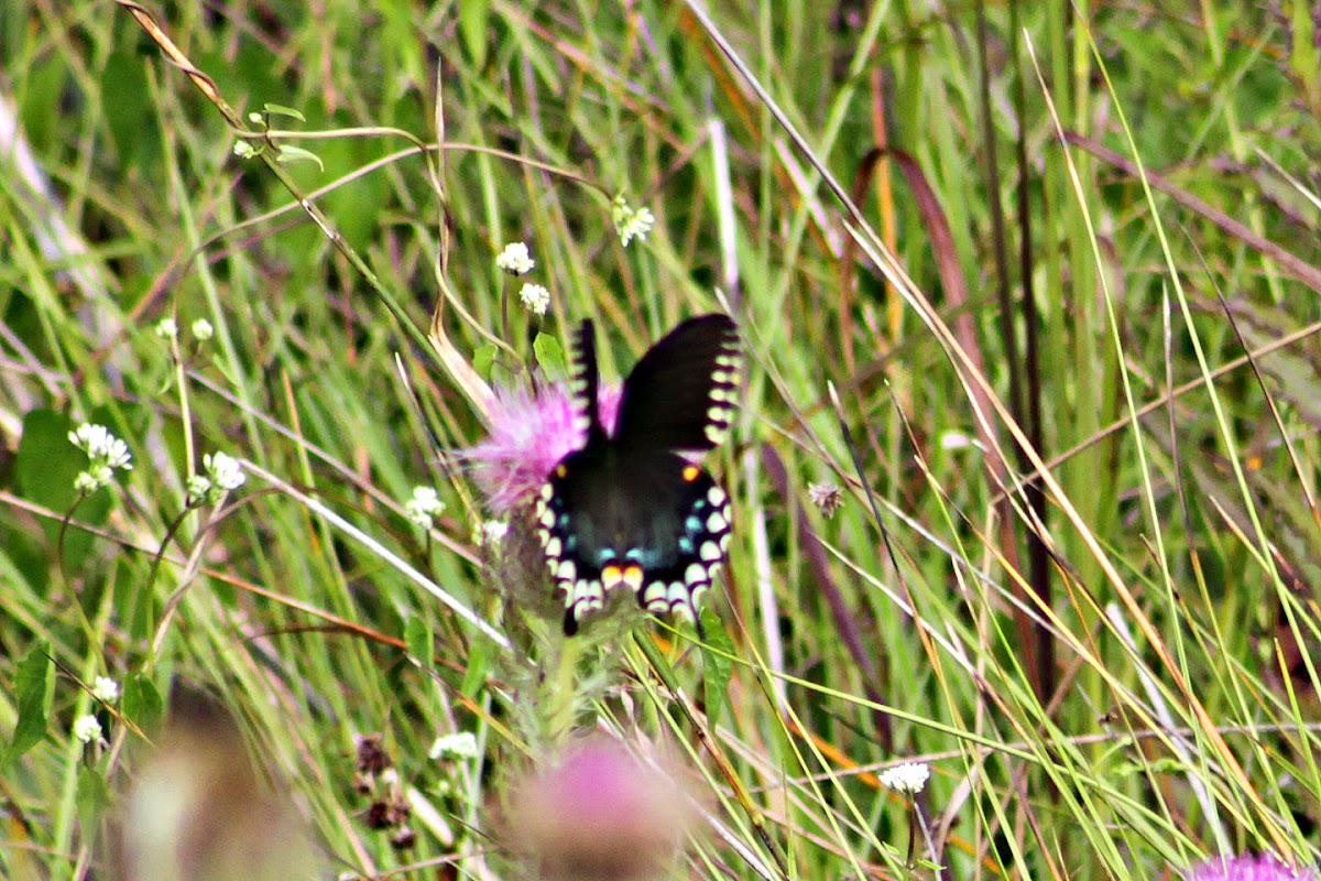 Palamedes Swallowtail Butterfly