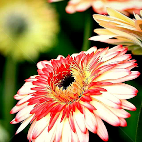 by Wan Azizul Azar Aziz - Flowers Single Flower