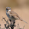 Chingolo (Rufous-collared Sparrow)