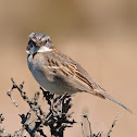 Chingolo (Rufous-collared Sparrow)