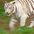 Bengal Tiger - Nashville Zoo