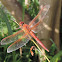 Neon Skimmer Dragonfly