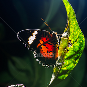 Somewhere in Darkness by Christian Lukman - Animals Insects & Spiders