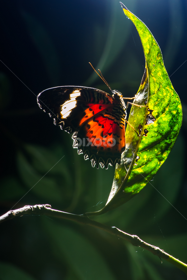 Somewhere in Darkness by Christian Lukman - Animals Insects & Spiders